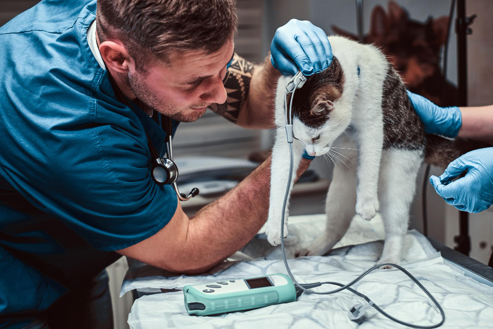 Veterinario manipula a un gato mientras lo examina en la mesa de examen