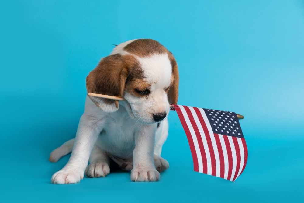 ingles-veterinario-antequera Un cachorro sujeta en su boca una bandera de Estados Unidos