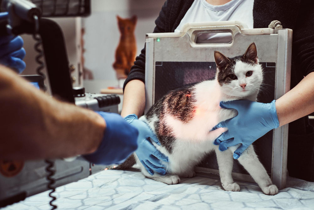 Un veterinario realiza una radiografía a un gato