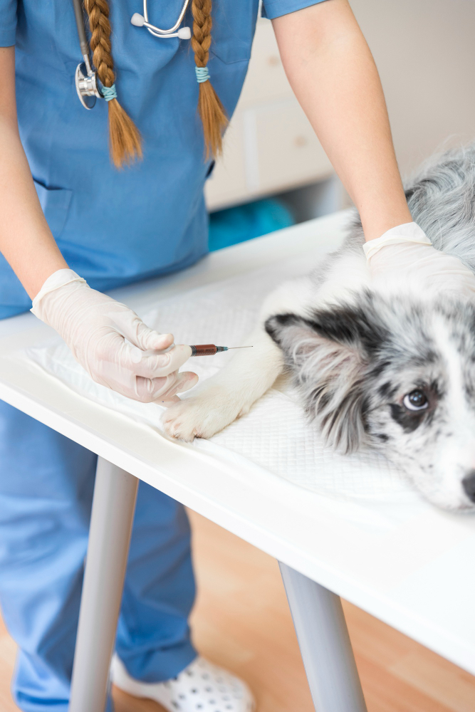 vacunas-desparasitación-antequera Un perro recibe una vacuna en su domicilio
